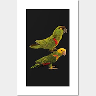 parrots Posters and Art